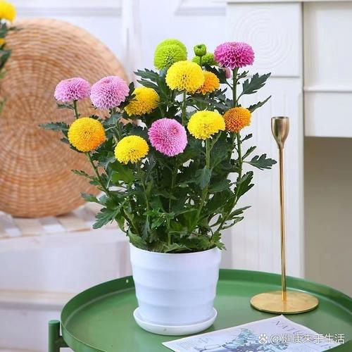 菊花何时上盆，怎么顺利上盆？菊花上盆多久可以浇水？-第5张图片-优品飞百科