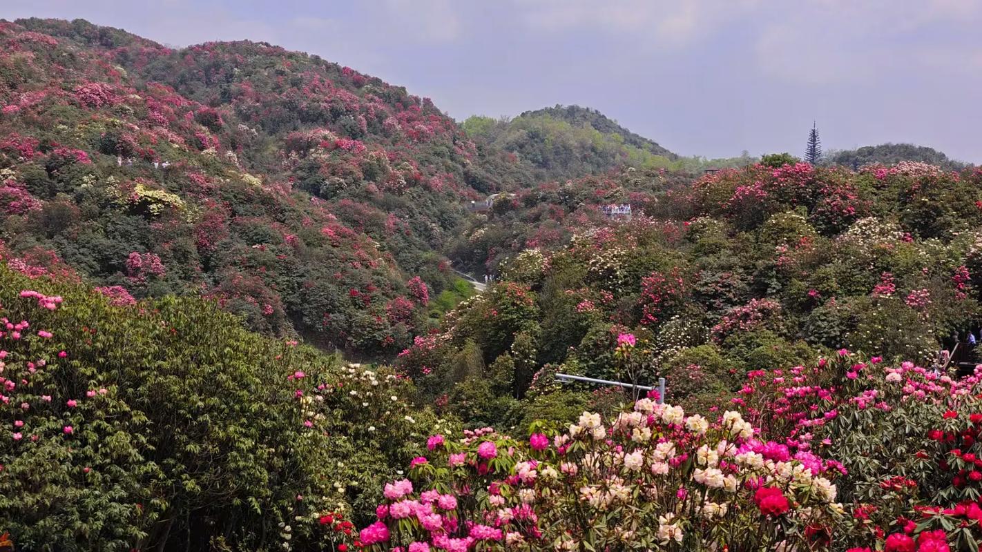 黔西天气预报？大方天气预报？-第1张图片-优品飞百科
