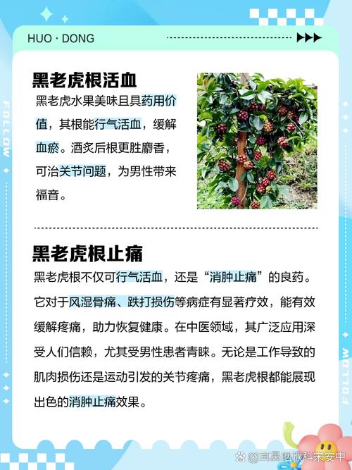 黑老虎的功效与作用，牛大力黑老虎的功效与作用？-第1张图片-优品飞百科