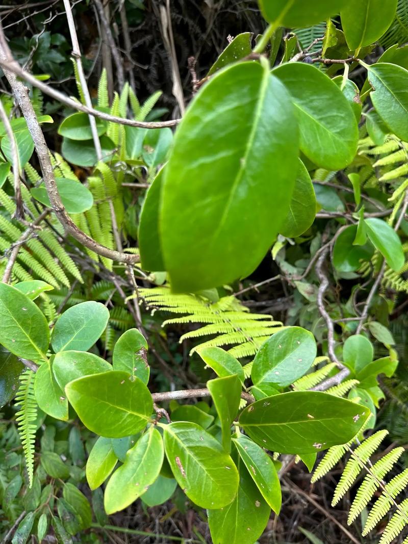 黑老虎的功效与作用，牛大力黑老虎的功效与作用？-第2张图片-优品飞百科