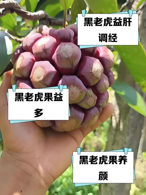 黑老虎的功效与作用，牛大力黑老虎的功效与作用？-第3张图片-优品飞百科