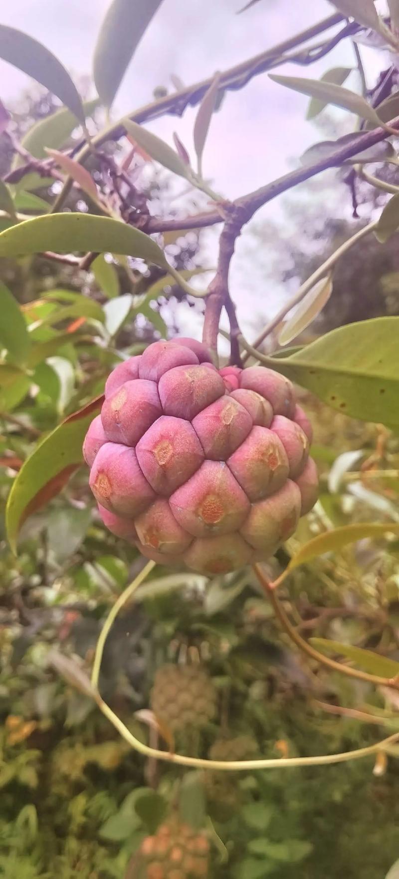 黑老虎的功效与作用，牛大力黑老虎的功效与作用？-第4张图片-优品飞百科