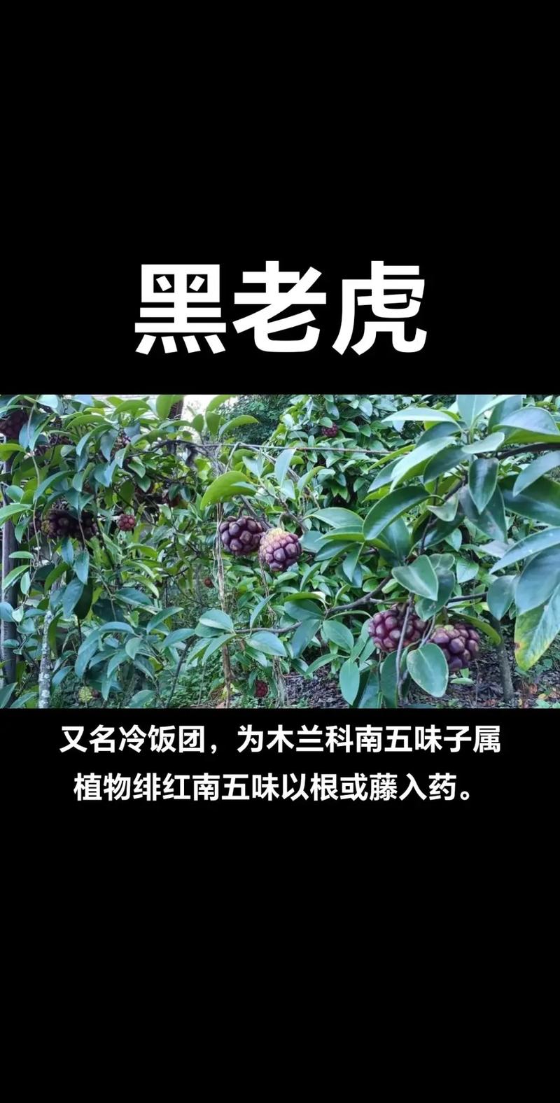 黑老虎的功效与作用，牛大力黑老虎的功效与作用？-第5张图片-优品飞百科