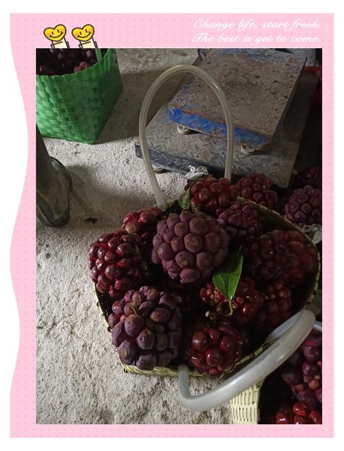 黑老虎的功效与作用，牛大力黑老虎的功效与作用？-第6张图片-优品飞百科