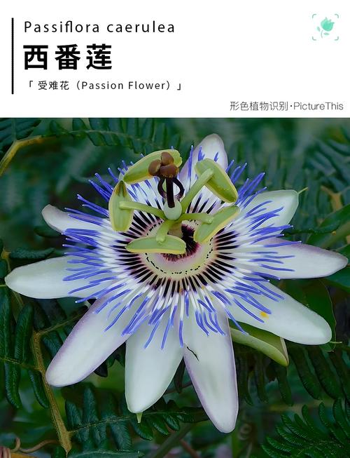 西番莲的价值？西番莲的营养价值？-第2张图片-优品飞百科