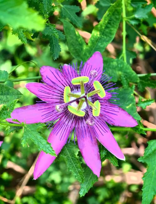 西番莲的价值？西番莲的营养价值？-第3张图片-优品飞百科