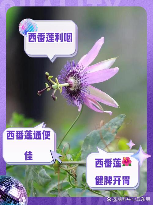 西番莲的价值？西番莲的营养价值？-第4张图片-优品飞百科