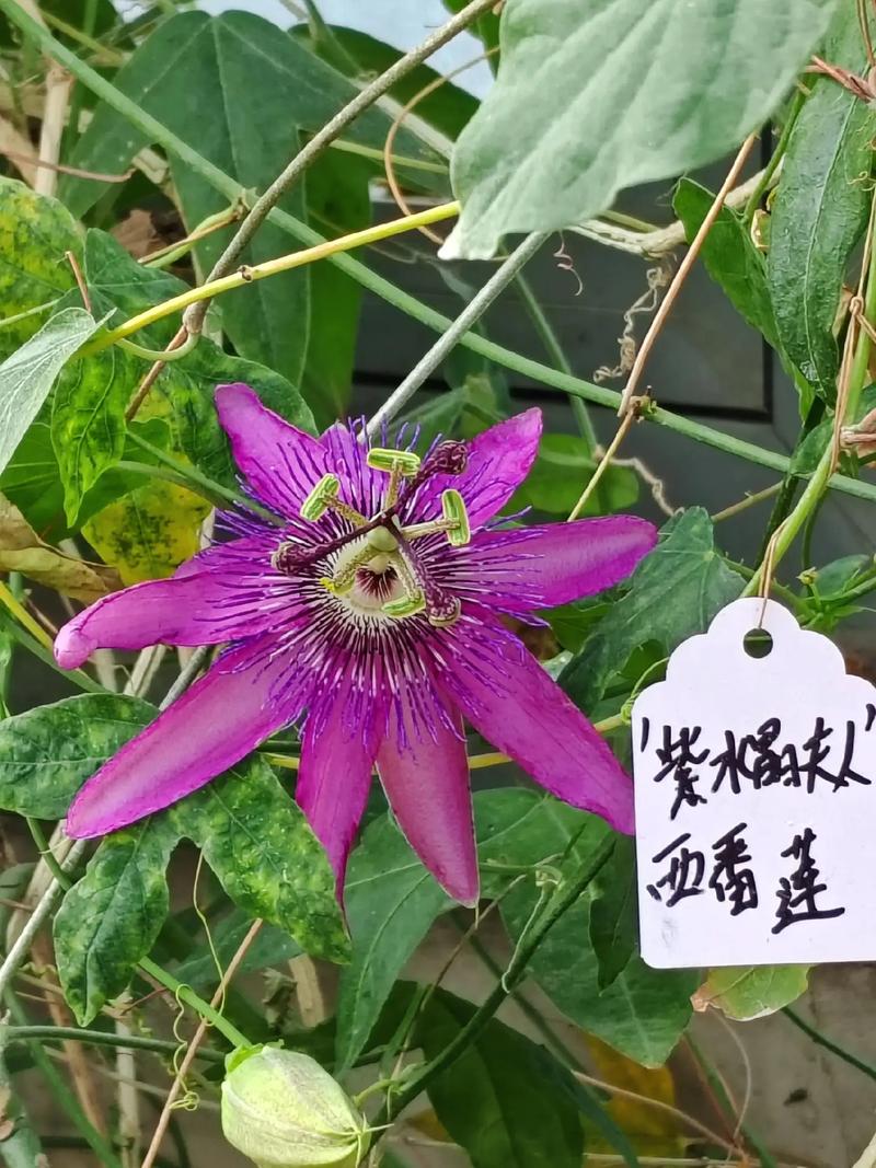 西番莲的价值？西番莲的营养价值？-第6张图片-优品飞百科