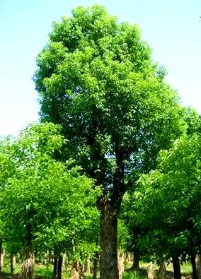 宁波适合养什么花，市花和市树是什么？宁波适合养什么花,市花和市树是什么花？