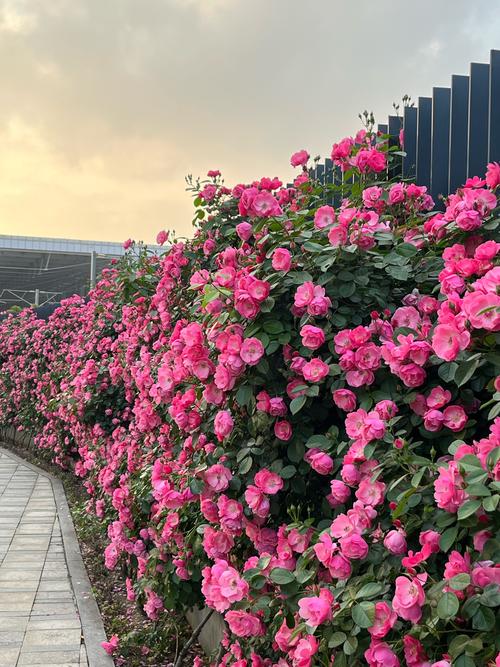 宁波适合养什么花，市花和市树是什么？宁波适合养什么花,市花和市树是什么花？-第2张图片-优品飞百科