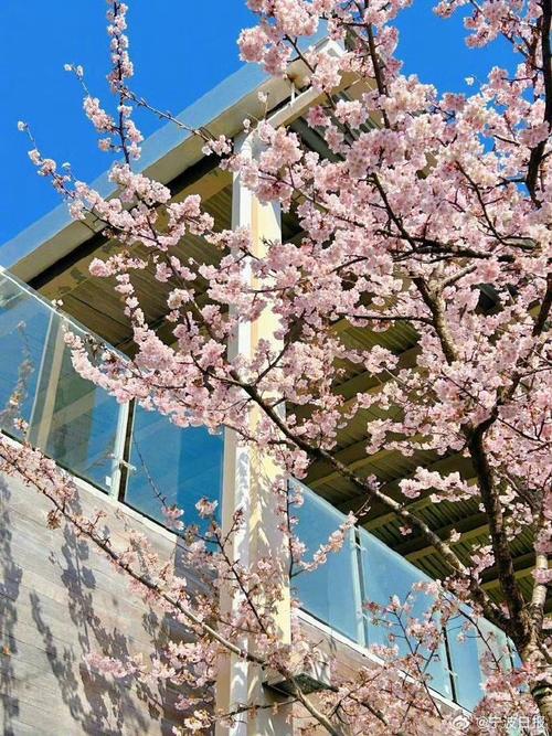 宁波适合养什么花，市花和市树是什么？宁波适合养什么花,市花和市树是什么花？-第3张图片-优品飞百科