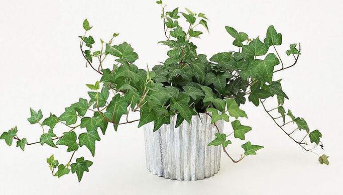 植物空气净化排名榜，快养一盆吧！，空气净化类植物？-第1张图片-优品飞百科