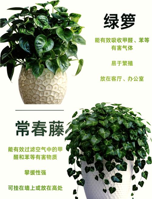 植物空气净化排名榜，快养一盆吧！，空气净化类植物？-第2张图片-优品飞百科