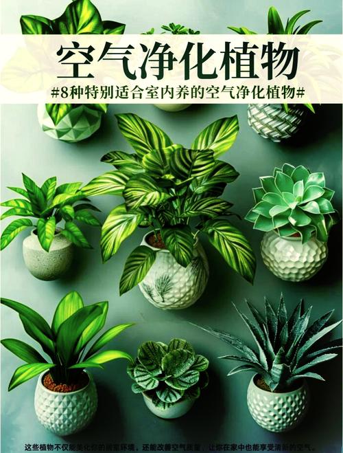 植物空气净化排名榜，快养一盆吧！，空气净化类植物？-第3张图片-优品飞百科