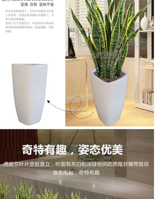 植物空气净化排名榜，快养一盆吧！，空气净化类植物？-第4张图片-优品飞百科