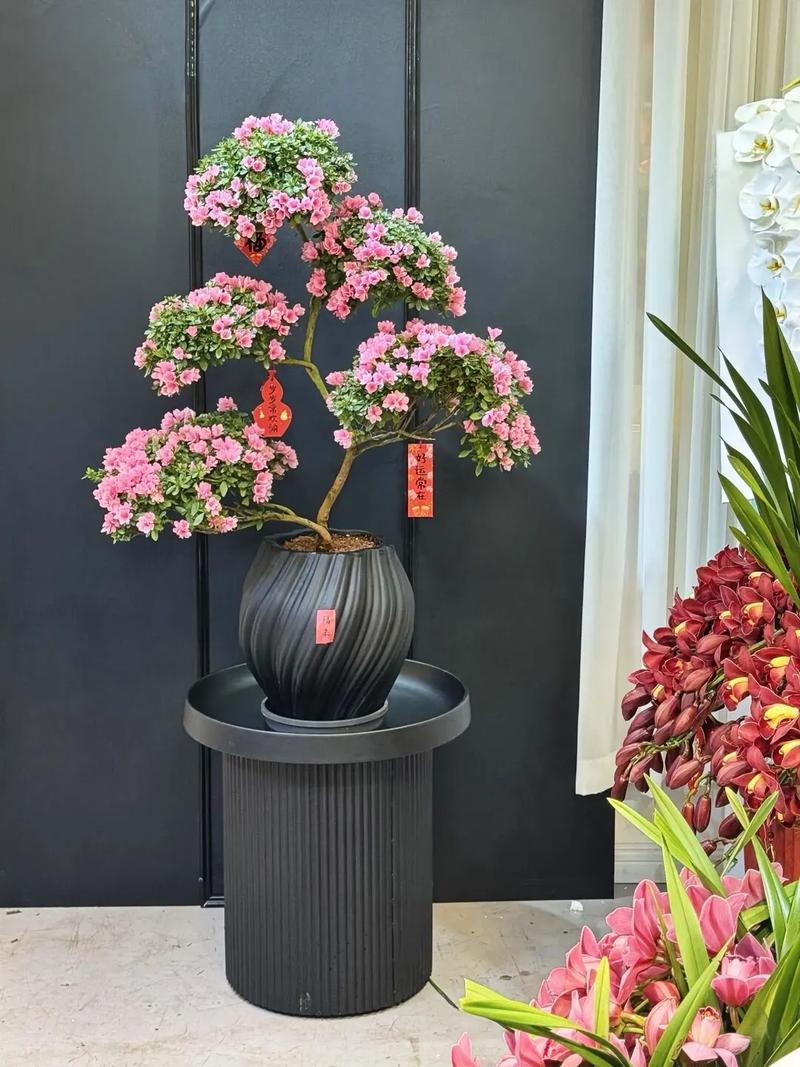 杜鹃花适合放客厅吗，杜鹃花放在客厅吉祥吗？杜鹃花摆客厅好不好？-第2张图片-优品飞百科