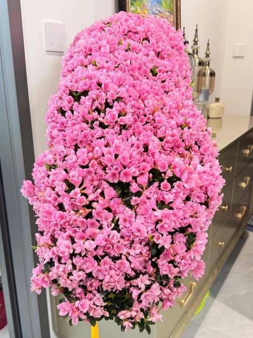 杜鹃花适合放客厅吗，杜鹃花放在客厅吉祥吗？杜鹃花摆客厅好不好？-第3张图片-优品飞百科