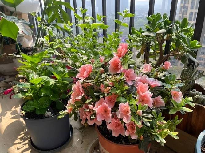 杜鹃花适合放客厅吗，杜鹃花放在客厅吉祥吗？杜鹃花摆客厅好不好？-第4张图片-优品飞百科