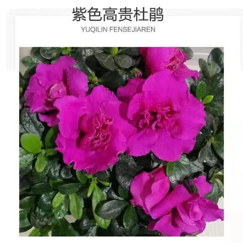 杜鹃花适合放客厅吗，杜鹃花放在客厅吉祥吗？杜鹃花摆客厅好不好？-第5张图片-优品飞百科
