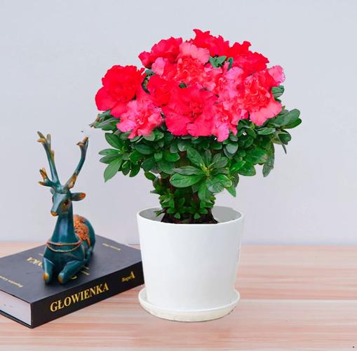 杜鹃花适合放客厅吗，杜鹃花放在客厅吉祥吗？杜鹃花摆客厅好不好？-第7张图片-优品飞百科