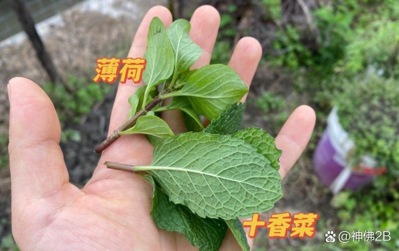 十香菜和薄荷的区别?十香菜和薄荷的区别几种比较好?-第2张图片-优品飞百科 十香菜和薄荷的区别?十香菜和薄荷的区别几种比较好?-第2张图片-优品飞百科
