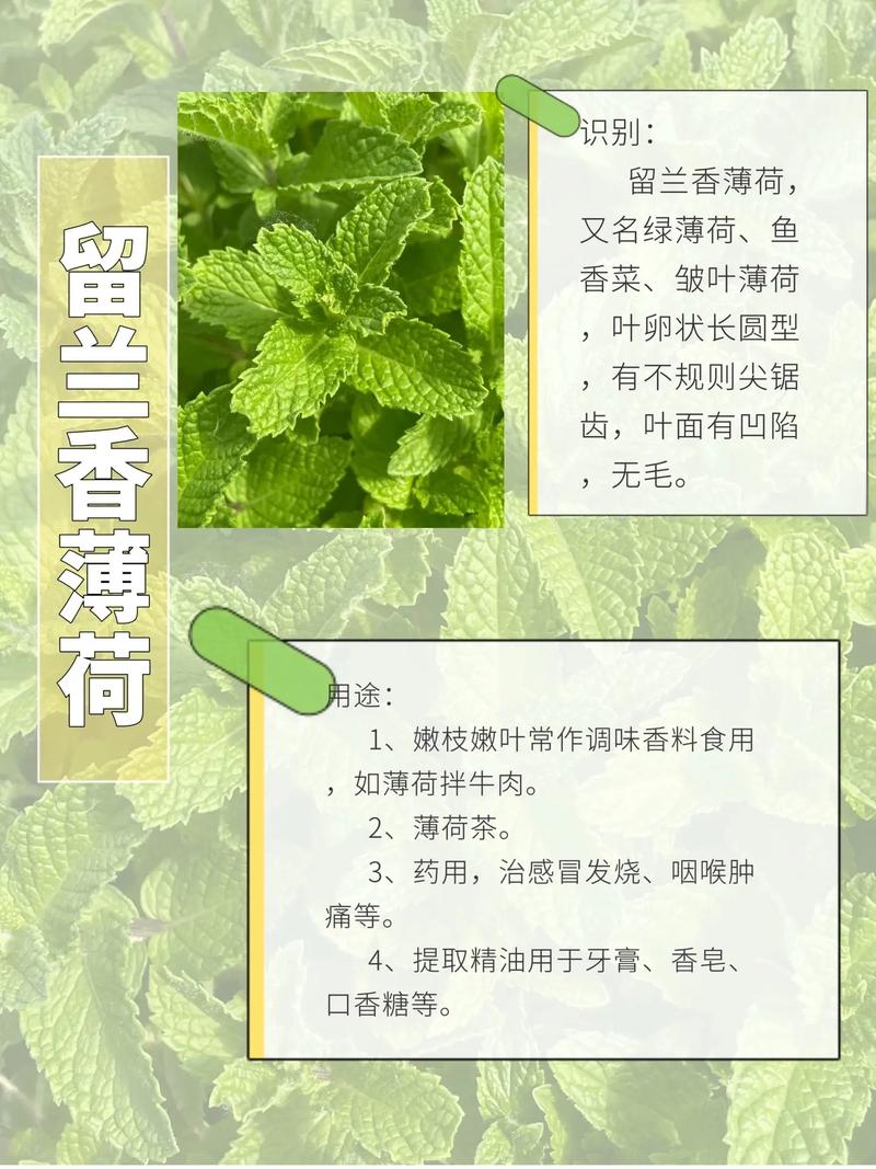 十香菜和薄荷的区别?十香菜和薄荷的区别几种比较好?-第3张图片-优品飞百科 十香菜和薄荷的区别?十香菜和薄荷的区别几种比较好?-第3张图片-优品飞百科
