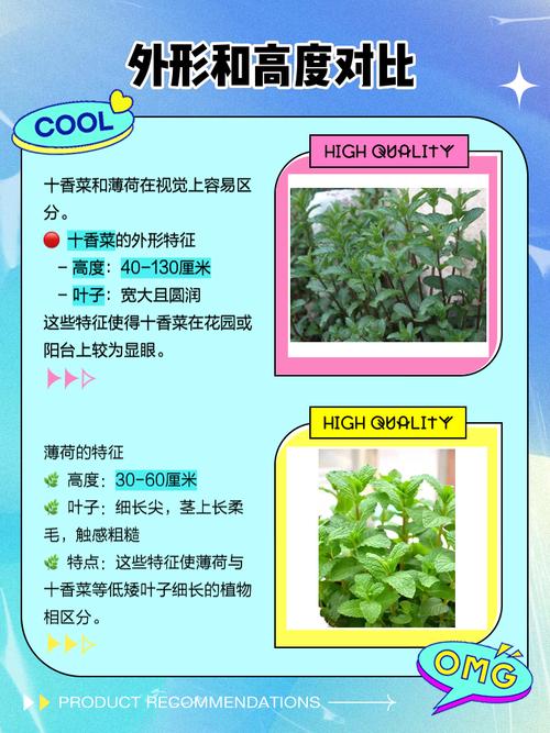 十香菜和薄荷的区别?十香菜和薄荷的区别几种比较好?-第4张图片-优品飞百科 十香菜和薄荷的区别?十香菜和薄荷的区别几种比较好?-第4张图片-优品飞百科