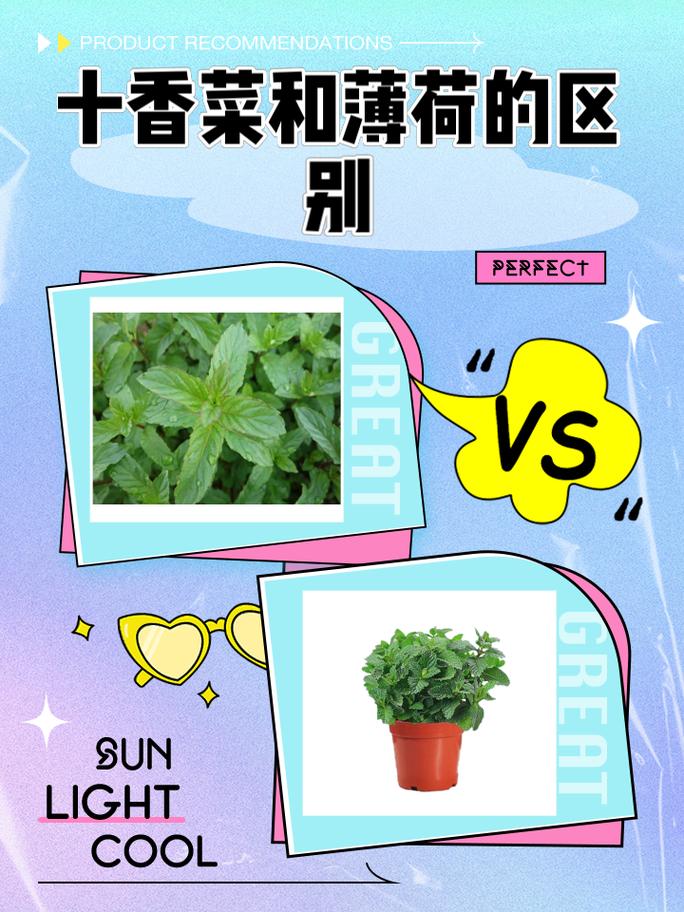 十香菜和薄荷的区别?十香菜和薄荷的区别几种比较好?-第5张图片-优品飞百科 十香菜和薄荷的区别?十香菜和薄荷的区别几种比较好?-第5张图片-优品飞百科
