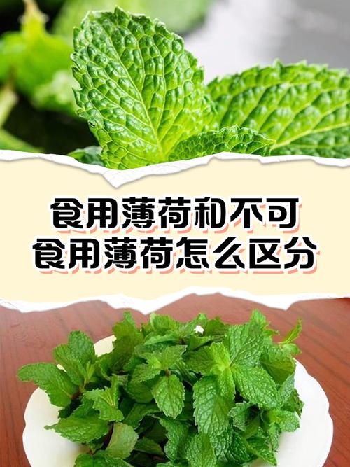 十香菜和薄荷的区别?十香菜和薄荷的区别几种比较好?-第6张图片-优品飞百科 十香菜和薄荷的区别?十香菜和薄荷的区别几种比较好?-第6张图片-优品飞百科