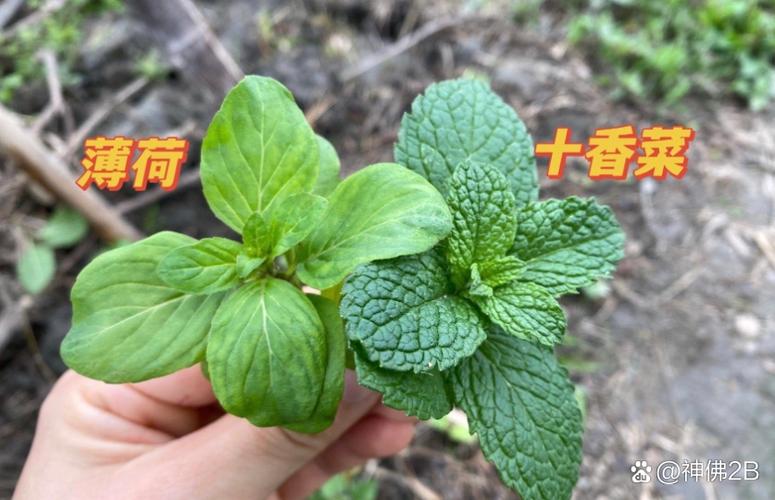 十香菜和薄荷的区别?十香菜和薄荷的区别几种比较好?-第8张图片-优品飞百科 十香菜和薄荷的区别?十香菜和薄荷的区别几种比较好?-第8张图片-优品飞百科
