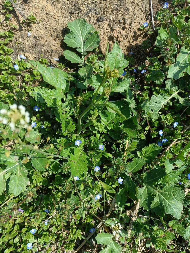 18种野菜治18种病？野菜偏方？-第1张图片-优品飞百科