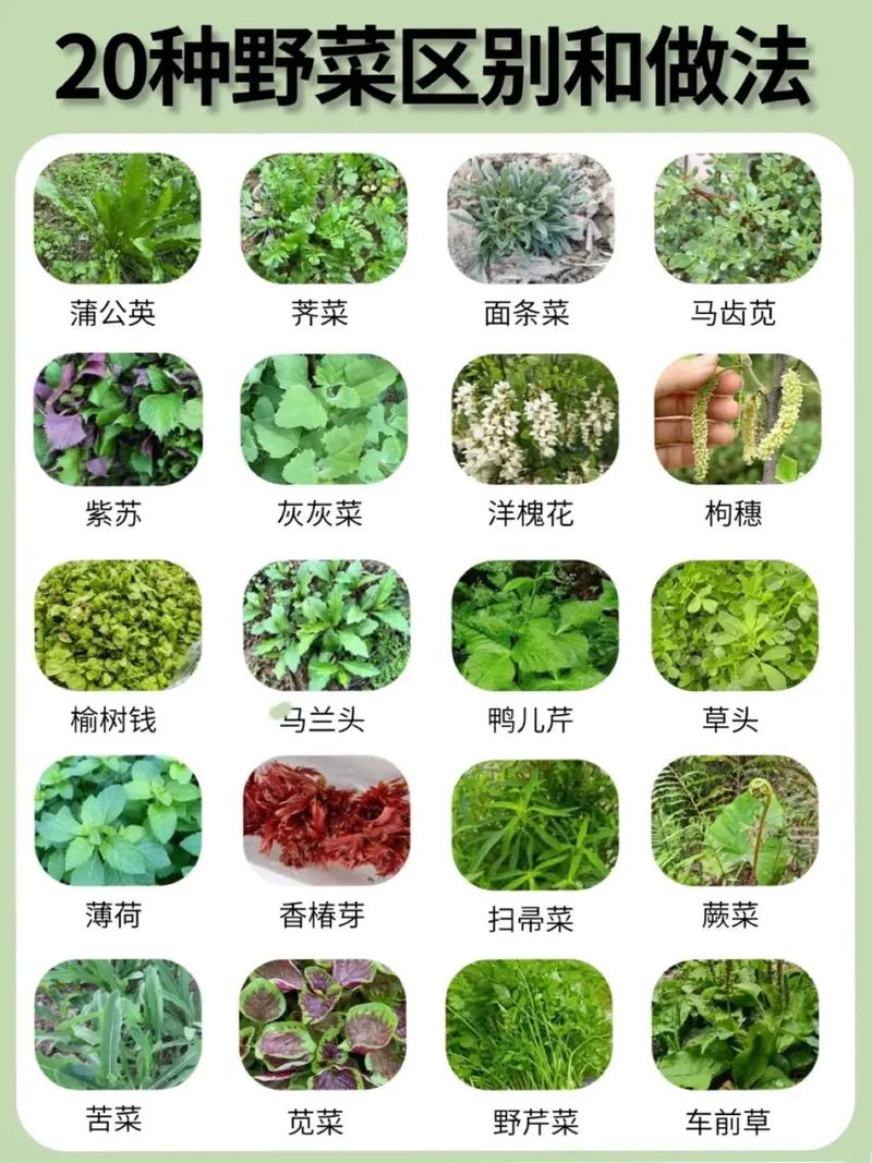 18种野菜治18种病？野菜偏方？-第2张图片-优品飞百科
