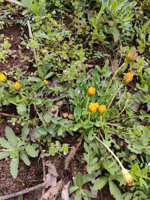 18种野菜治18种病？野菜偏方？-第3张图片-优品飞百科