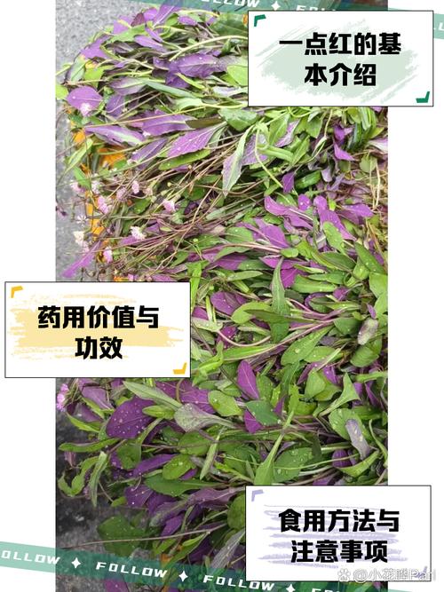 18种野菜治18种病？野菜偏方？-第4张图片-优品飞百科