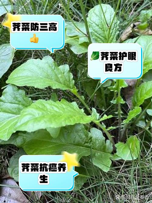 18种野菜治18种病？野菜偏方？-第5张图片-优品飞百科