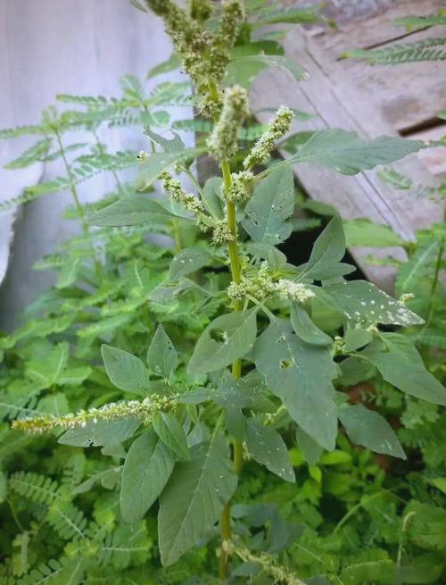 18种野菜治18种病？野菜偏方？-第6张图片-优品飞百科