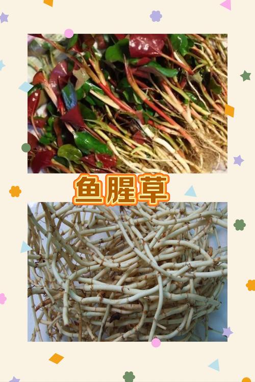 18种野菜治18种病？野菜偏方？-第7张图片-优品飞百科