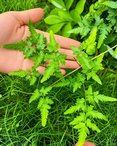 海金沙的功效与作用及禁忌？海金沙功效与作用点？-第1张图片-优品飞百科