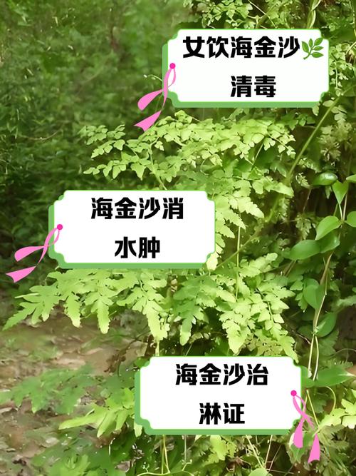 海金沙的功效与作用及禁忌？海金沙功效与作用点？-第3张图片-优品飞百科