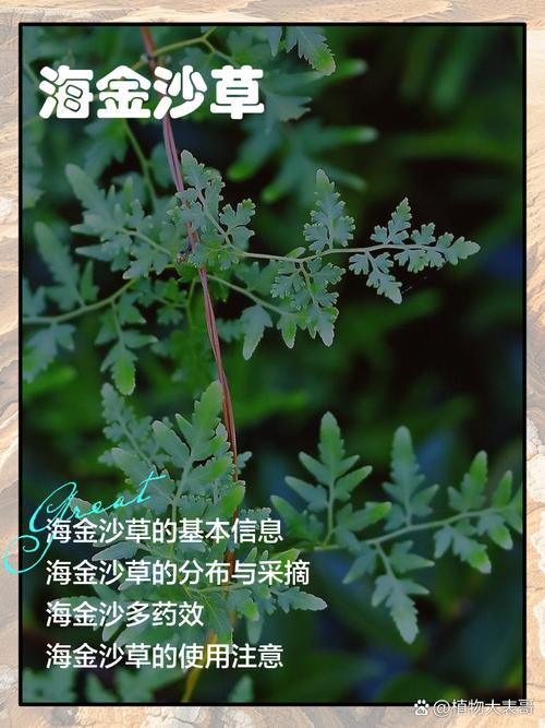 海金沙的功效与作用及禁忌？海金沙功效与作用点？-第4张图片-优品飞百科