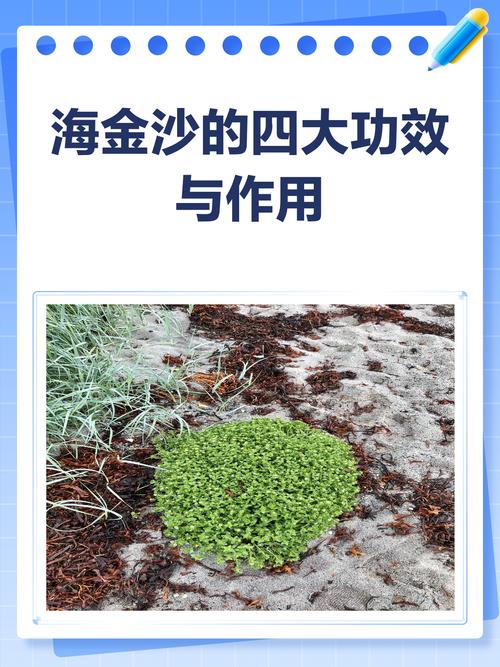 海金沙的功效与作用及禁忌？海金沙功效与作用点？-第5张图片-优品飞百科