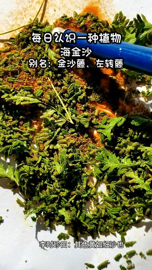海金沙的功效与作用及禁忌？海金沙功效与作用点？-第6张图片-优品飞百科