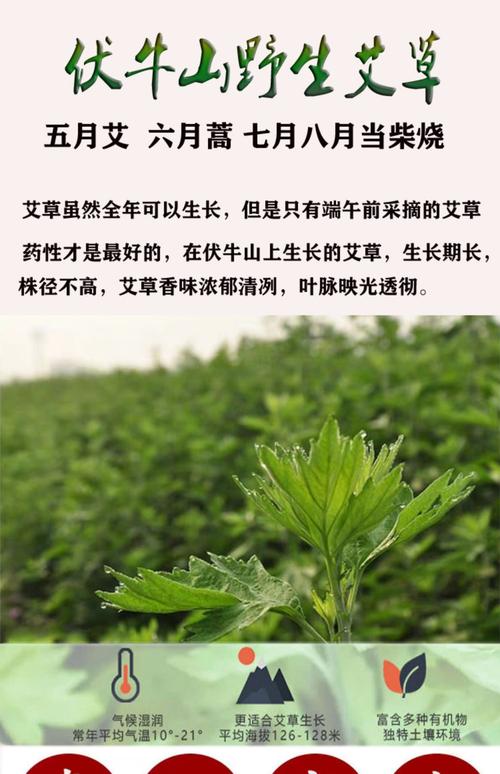 艾草孕妇可以用吗，艾草的副作用？艾叶草孕妇能用吗？-第3张图片-优品飞百科