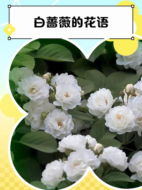 蔷薇花语及代表意义，蔷薇花语及代表意义和象征？-第2张图片-优品飞百科