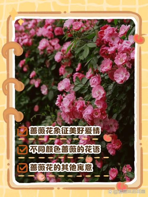 蔷薇花语及代表意义，蔷薇花语及代表意义和象征？-第3张图片-优品飞百科