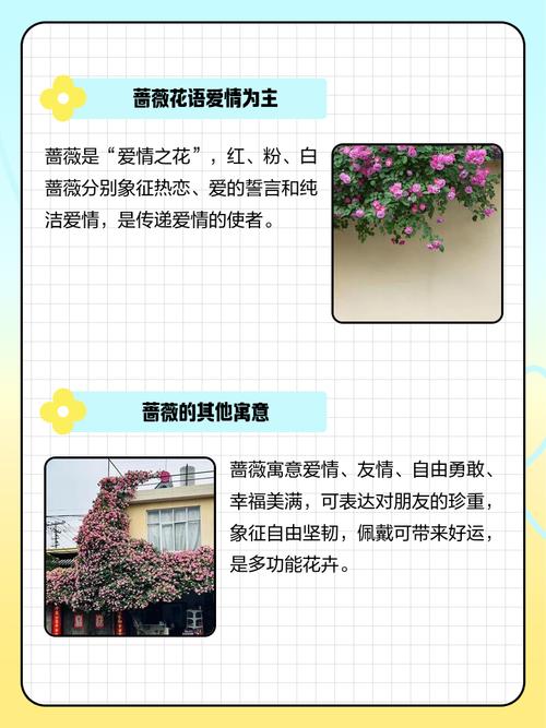 蔷薇花语及代表意义，蔷薇花语及代表意义和象征？-第4张图片-优品飞百科
