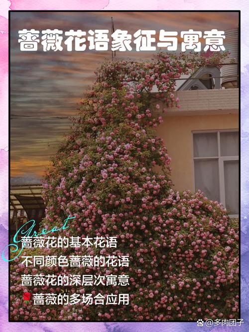 蔷薇花语及代表意义，蔷薇花语及代表意义和象征？-第5张图片-优品飞百科