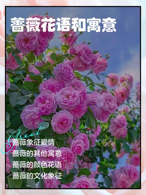蔷薇花语及代表意义，蔷薇花语及代表意义和象征？-第6张图片-优品飞百科