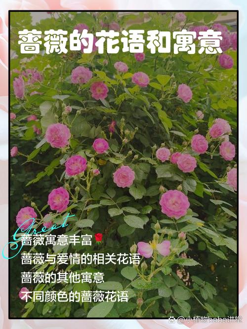 蔷薇花语及代表意义，蔷薇花语及代表意义和象征？-第7张图片-优品飞百科