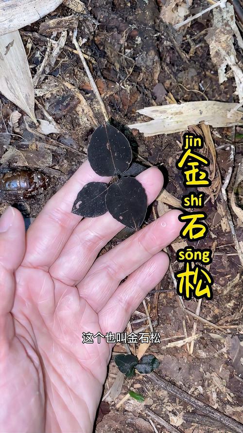 野生金线莲多少钱一斤，金线莲种子多少钱一斤的简单介绍